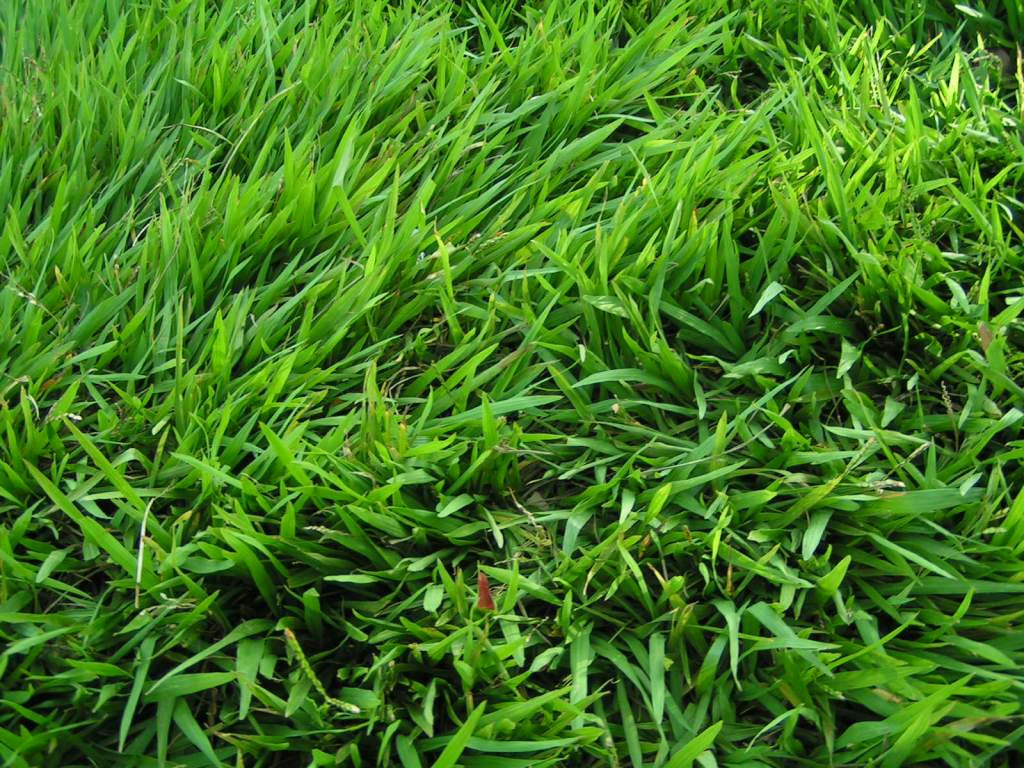 Kandungan Rumput Gajah sebagai Pakan Ternak dan Herbal Alami