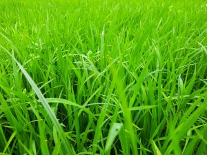 Budidaya Rumput Gajah Untuk Pakan Sapi