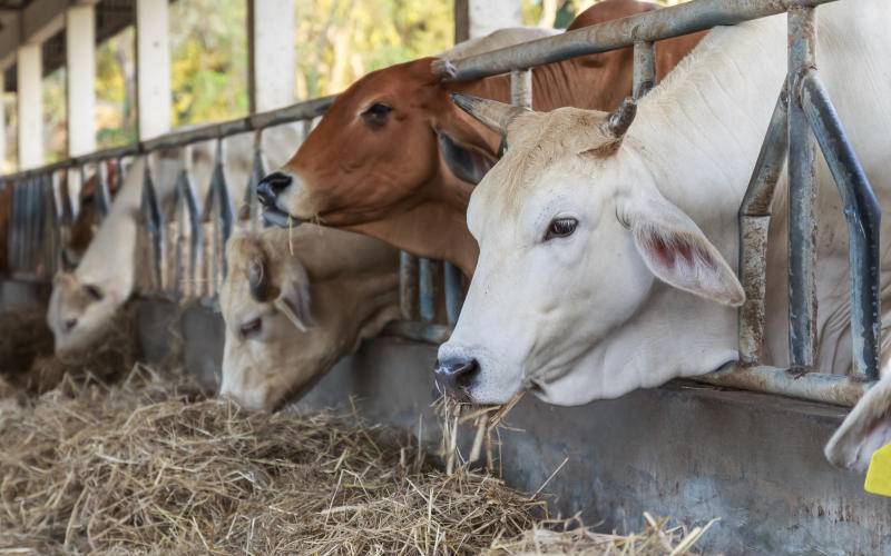 Pakan sapi dari jerami padi