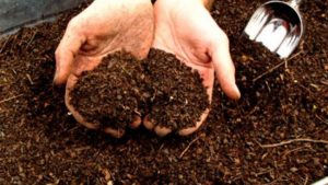 Manfaat SekaM Kayu untuk Tanaman 