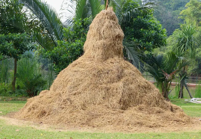 Jerami padi yang sudah di potong