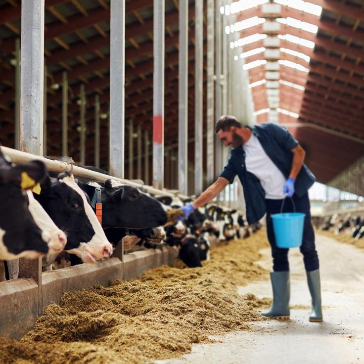 Jenis rumput makanan sapi terbaik