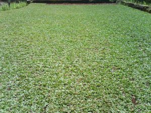 Cara Menanam Rumput Gajah Mini