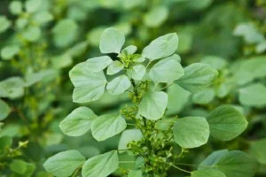 Tanaman Liar yang Mengandung Protein Tinggi