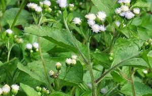 Tanaman Liar yang Mengandung Protein Tinggi