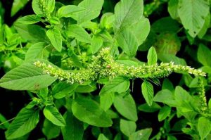 Tanaman Liar yang Mengandung Protein Tinggi