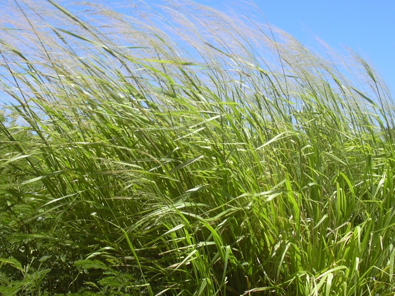 kandungan nutrisi rumput liar