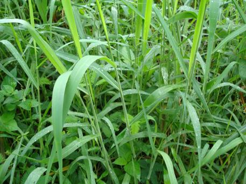 kandungan nutrisi rumput liar