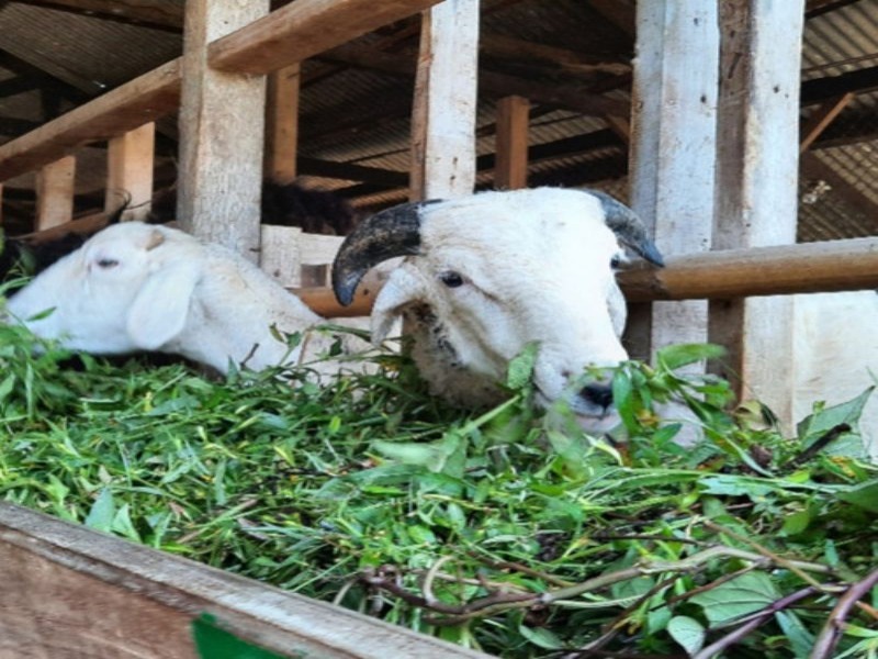 jenis rumput pakan kambing