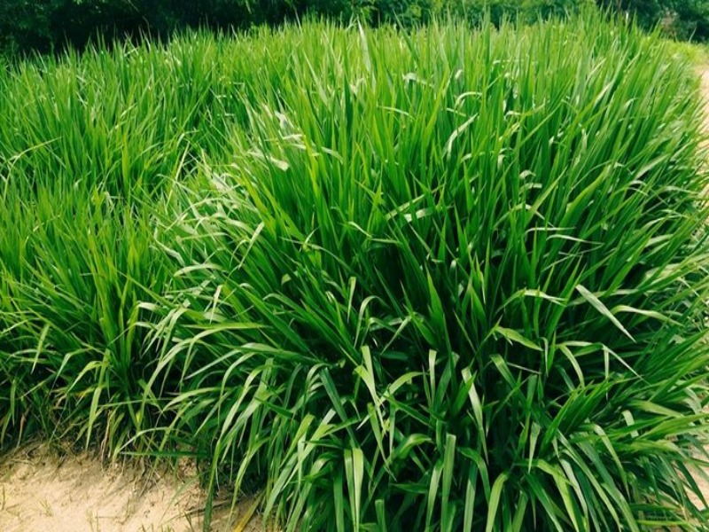 jenis rumput pakan ternak sapi
