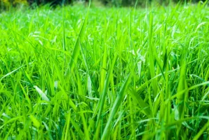 Budidaya Rumput Pakan Kambing