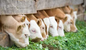 bisnis sapi pemula