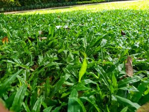 Cara Menanam Rumput Gajah Mini