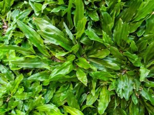 Jenis Rumput Pakan Ternak Kambing