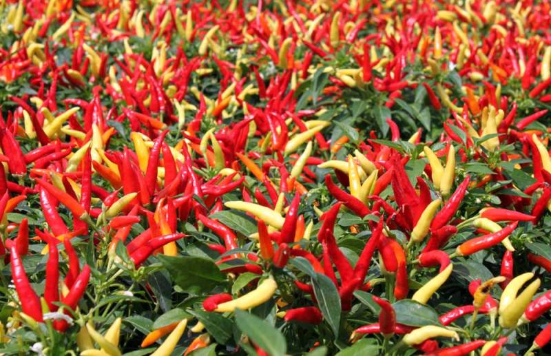 harga jual cabai dari petani