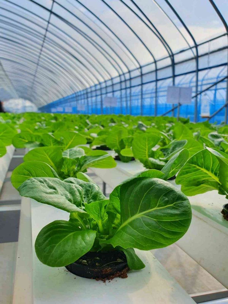 jasa pembuatan greenhouse