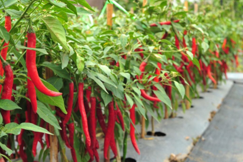 modal tanam cabe 1 hektar