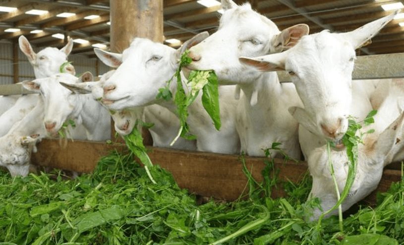 manfaat silase untuk kambing