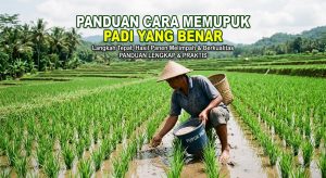 7 panduan cara memupuk padi yang benar