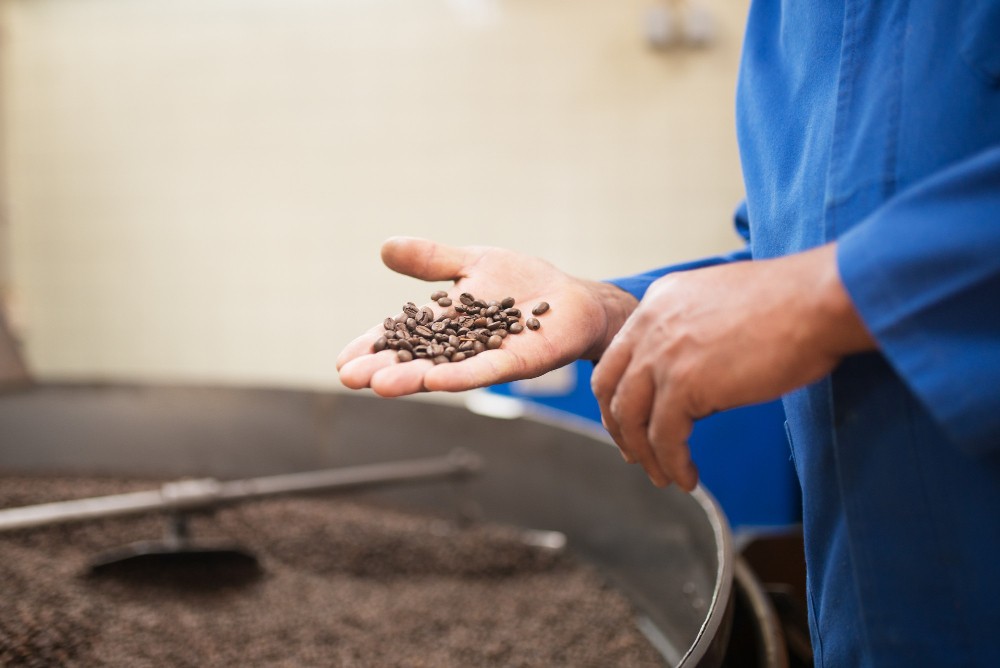 proses sortasi biji kopi