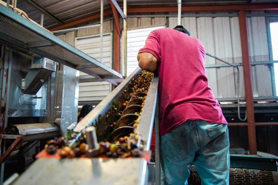 proses sortasi biji kopi