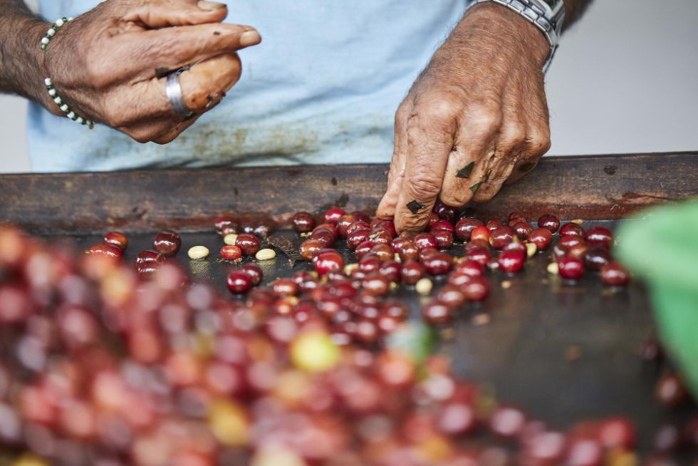 proses sortasi biji kopi