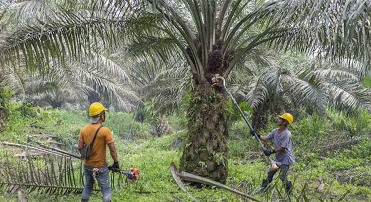 Cara Memotong Pelepah Sawit