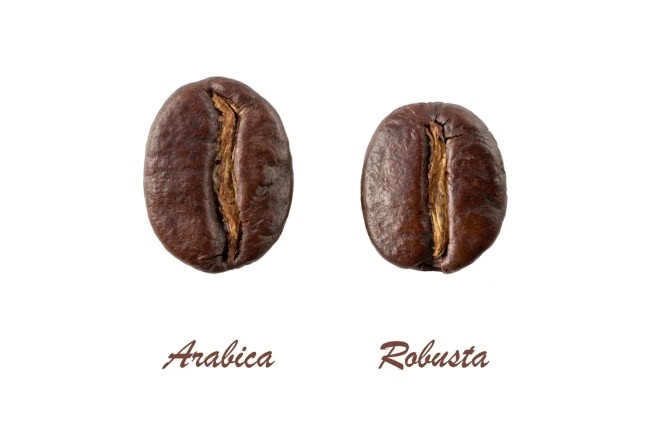 bedanya robusta dan arabika
