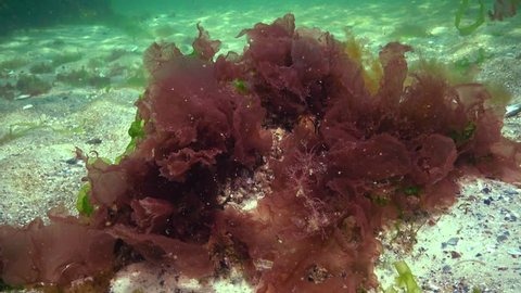 jenis rumput laut