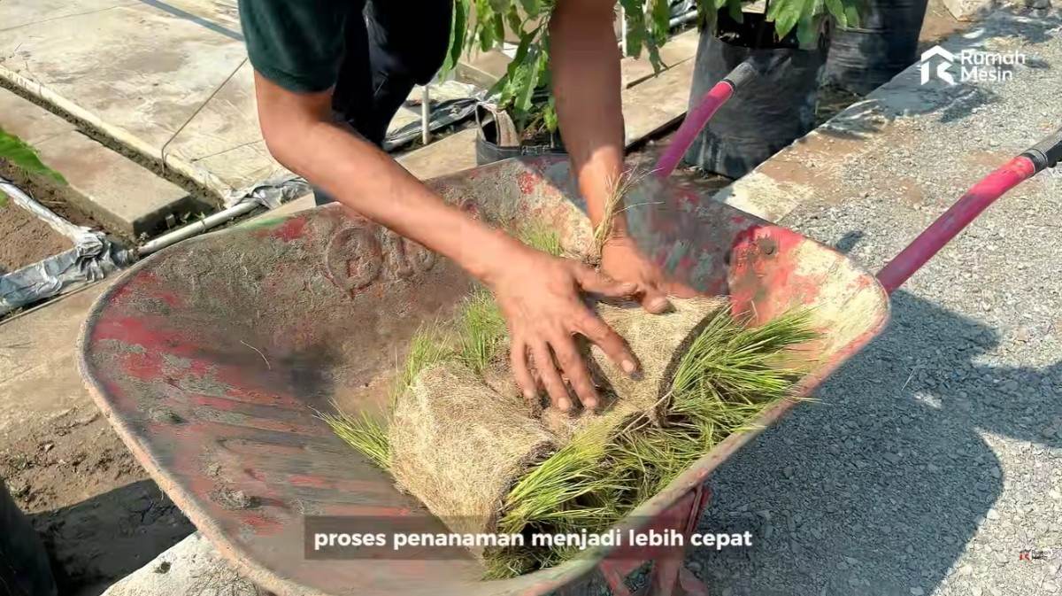 Penanaman Bibit Padi