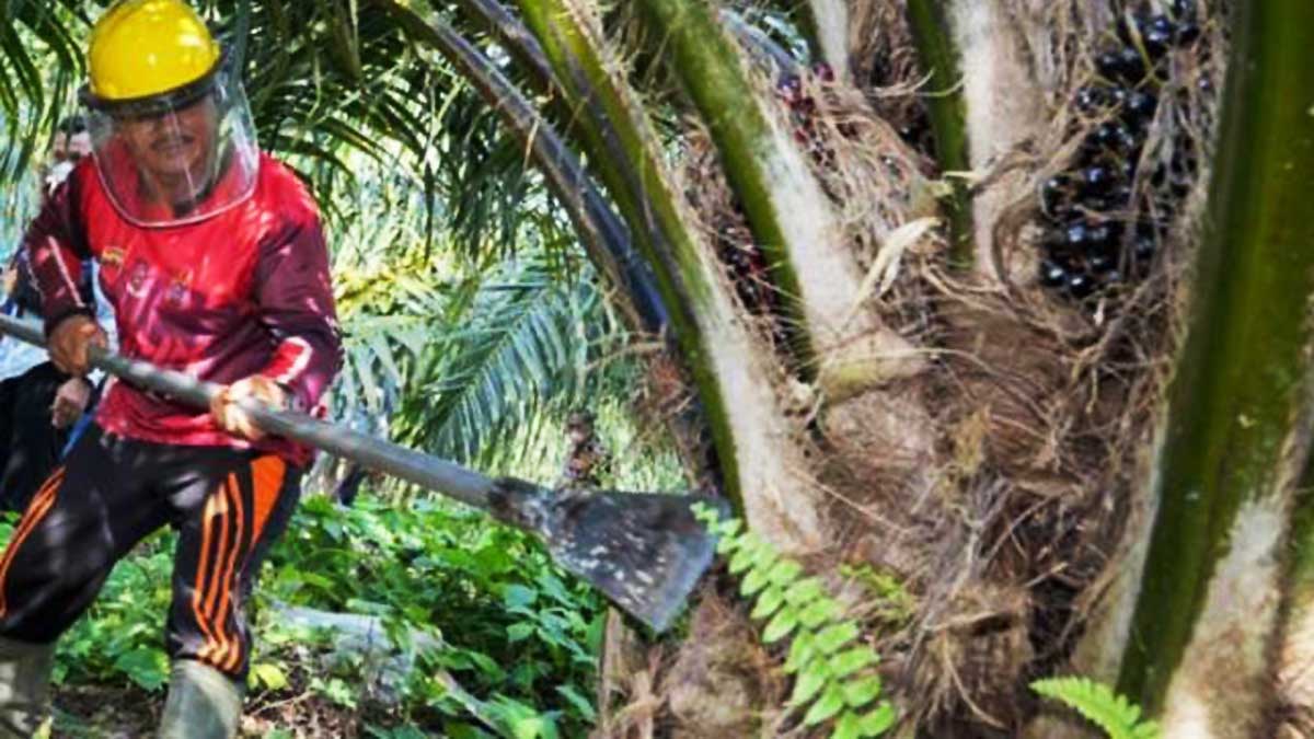 Cara Memotong Pelepah Sawit