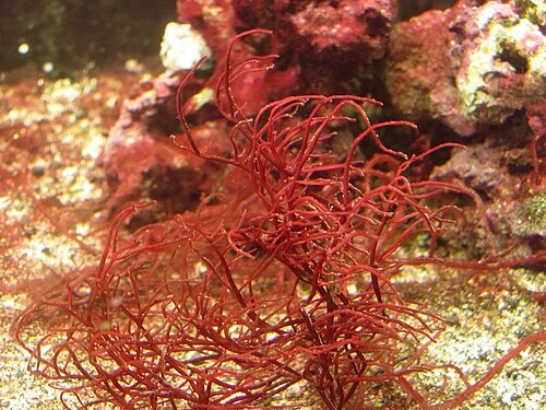 jenis rumput laut