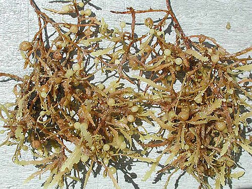 jenis rumput laut