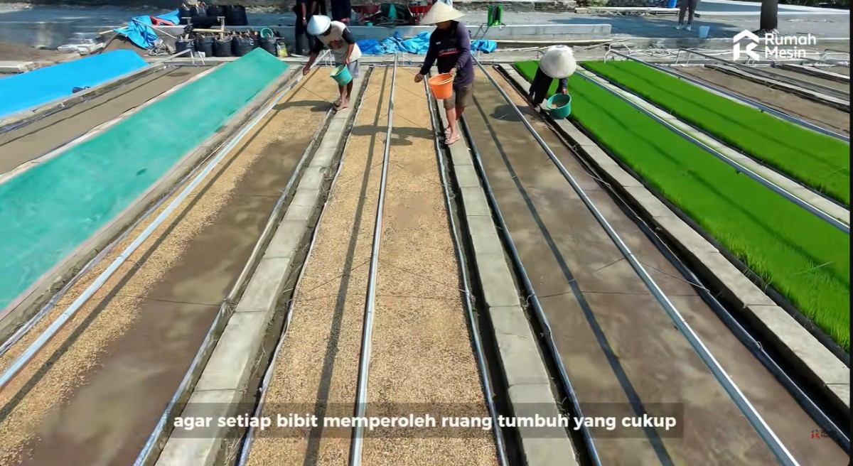 Persemaian Bibit Padi