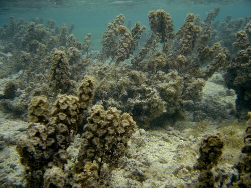 jenis rumput laut