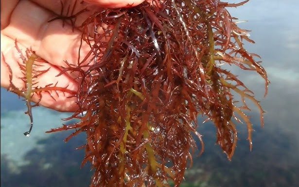 jenis rumput laut
