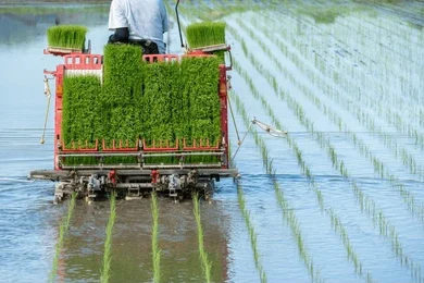 Perawatan Rice Transplanter
