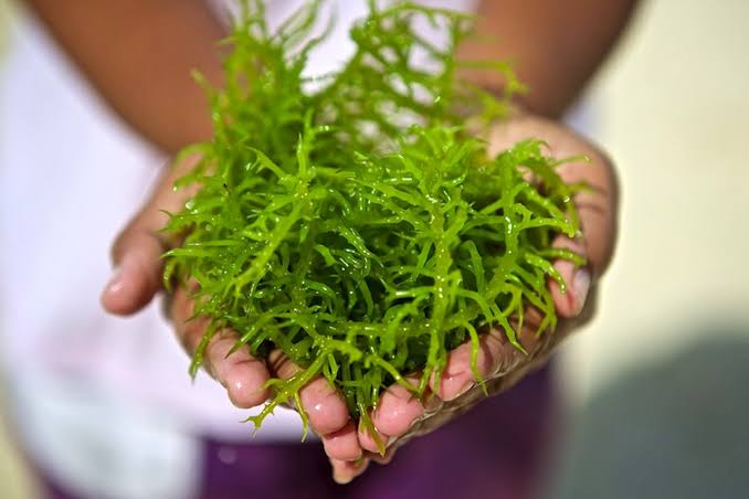 Jenis Rumput Laut