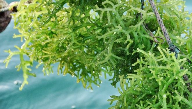 Jenis Rumput Laut