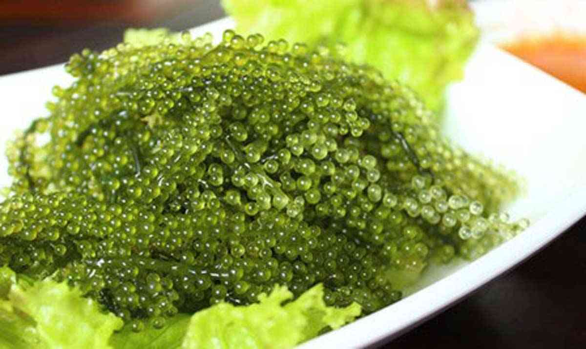 jenis rumput laut