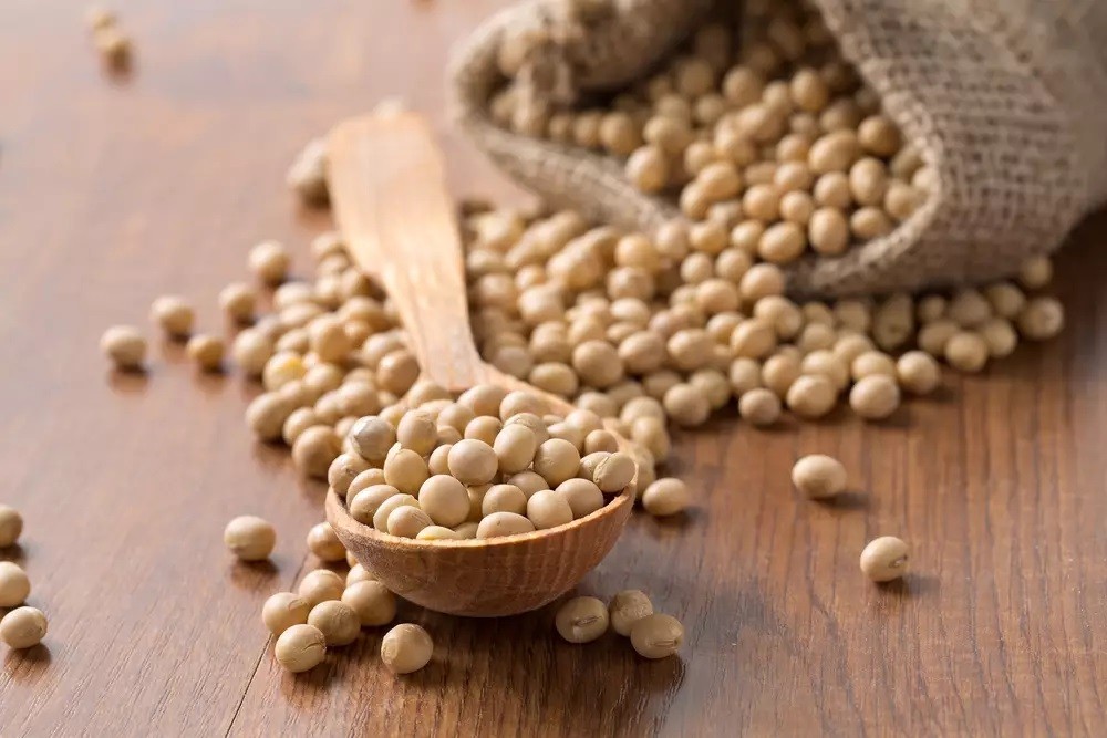 usaha kacang kedelai