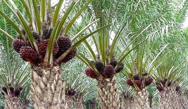 Manfaat Pelepah Sawit