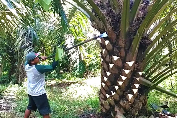 Cara Memotong Pelepah Sawit