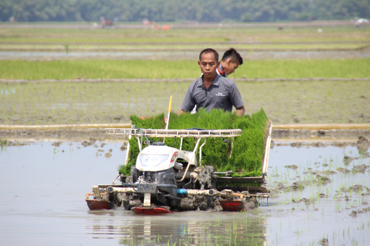 Alasan Petani Pakai Mesin Tanam Padi
