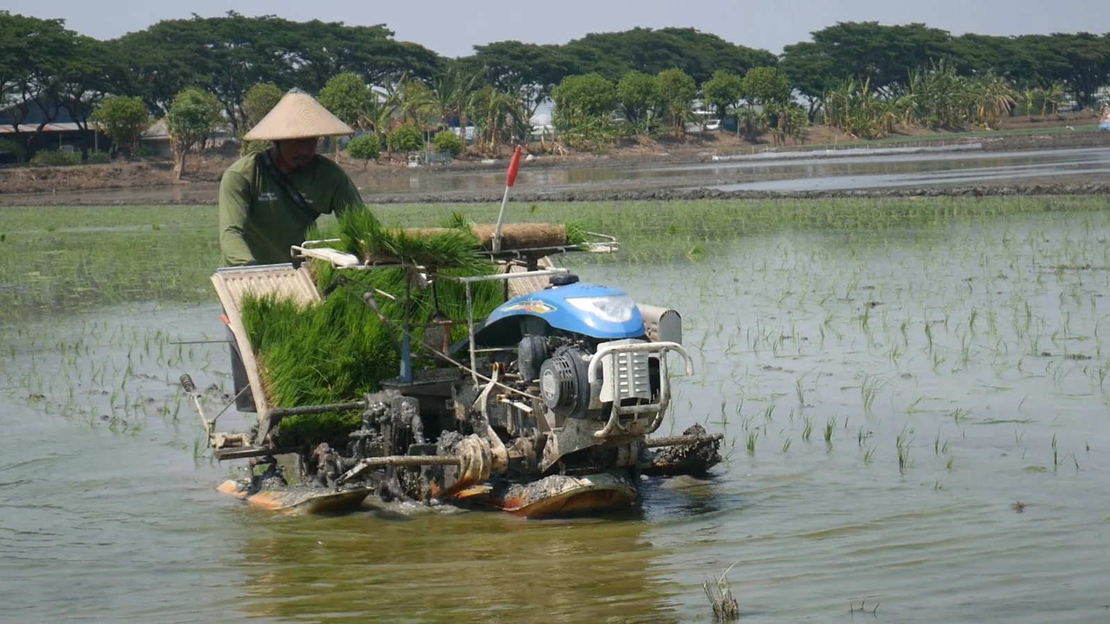 mesin tanam padi vs tanam manual