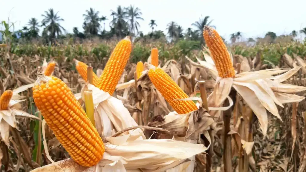 Proses Pasca panen Jagung