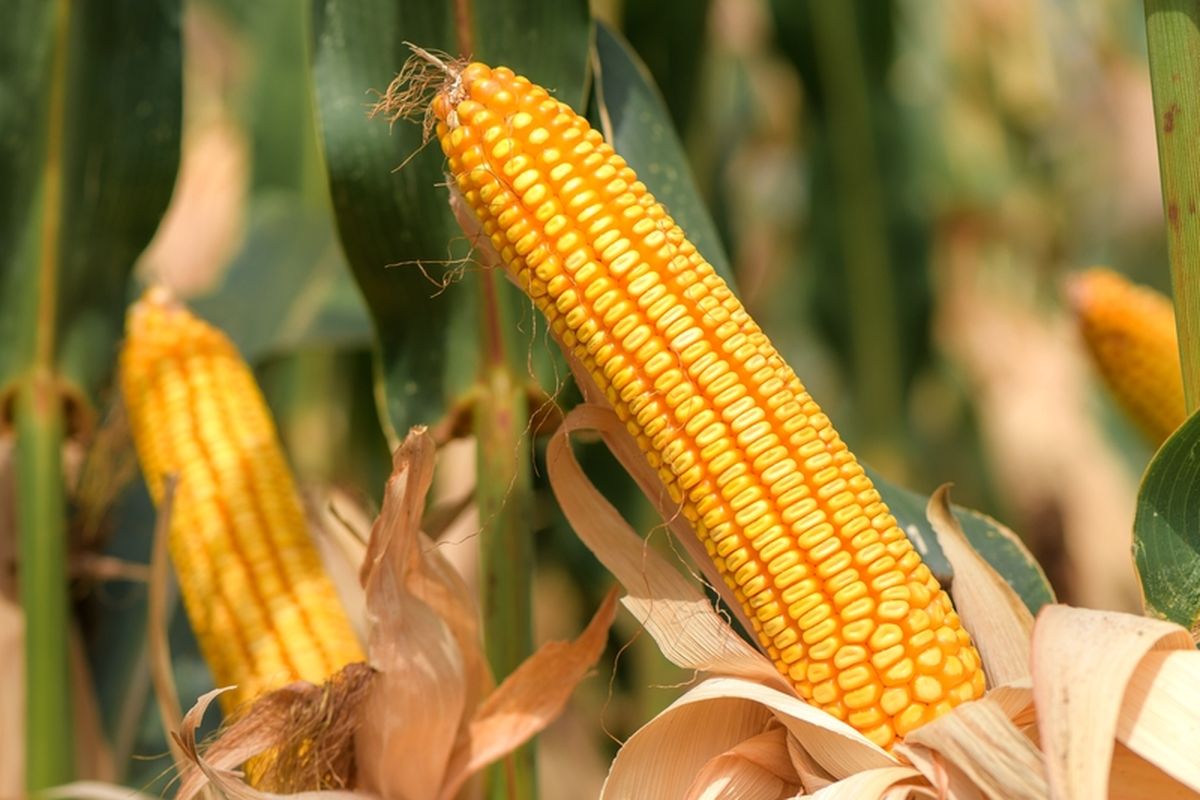 proses pasca panen jagung