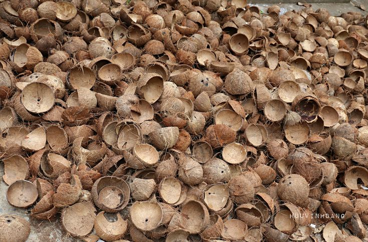 harga tempurung kelapa