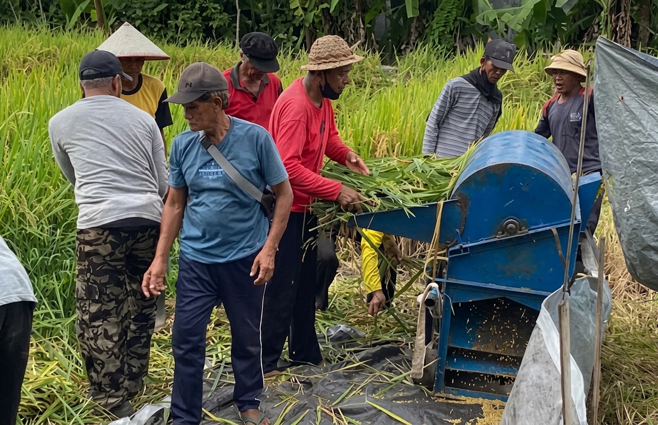 perontokan padi mengunakan mesin