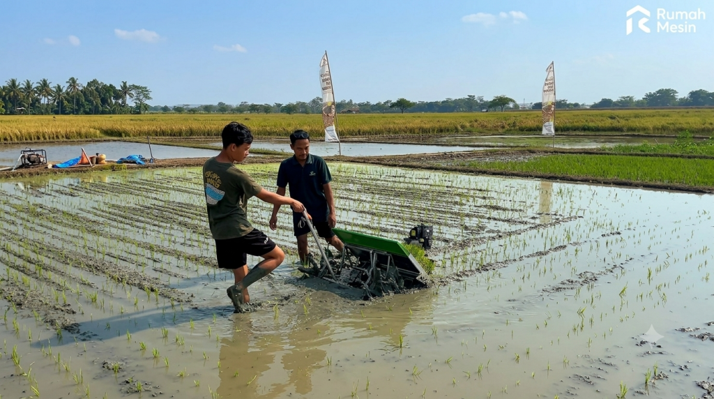 teknik menanam padi